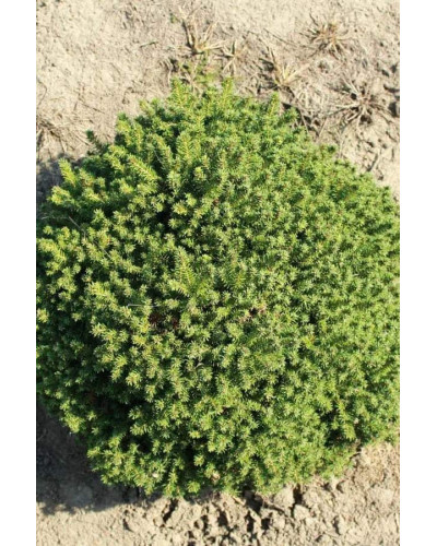 Ялина звичайна / європейська Літл Джем | Picea abies Little Gem | Ель обыкновенная / европейская Литл Джем