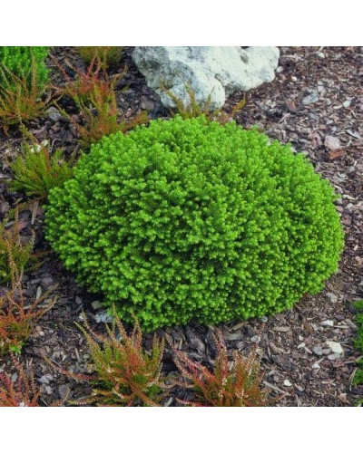 Ялина звичайна / європейська Літл Джем | Picea abies Little Gem | Ель обыкновенная / европейская Литл Джем