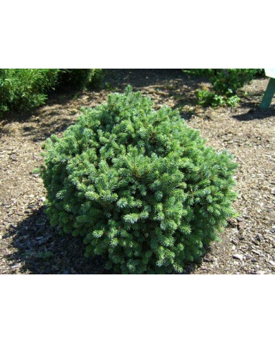 Ялина звичайна / європейська Літл Джем | Picea abies Little Gem | Ель обыкновенная / европейская Литл Джем