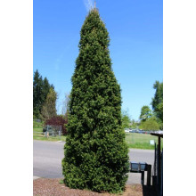 Ялина звичайна / європейська Купрессіна | Picea abies Cupressina | Picea abies Cupressina