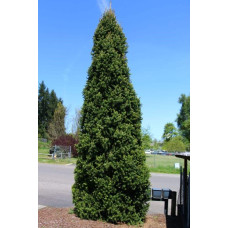 Ялина звичайна / європейська Купрессіна | Picea abies Cupressina | Picea abies Cupressina