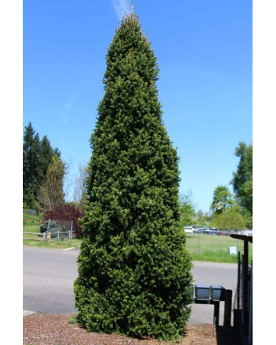 Ялина звичайна / європейська Купрессіна | Picea abies Cupressina | Picea abies Cupressina