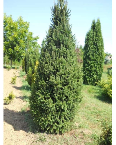 Ялина звичайна / європейська Купрессіна | Picea abies Cupressina | Picea abies Cupressina