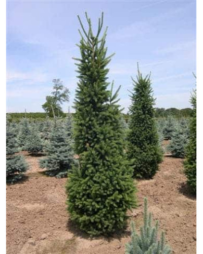 Ялина звичайна / європейська Купрессіна | Picea abies Cupressina | Picea abies Cupressina