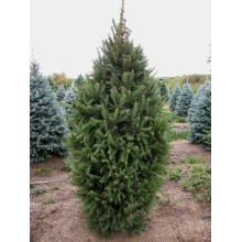 Ялина звичайна / європейська Купрессіна | Picea abies Cupressina | Picea abies Cupressina