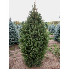 Ялина звичайна / європейська Купрессіна | Picea abies Cupressina | Picea abies Cupressina