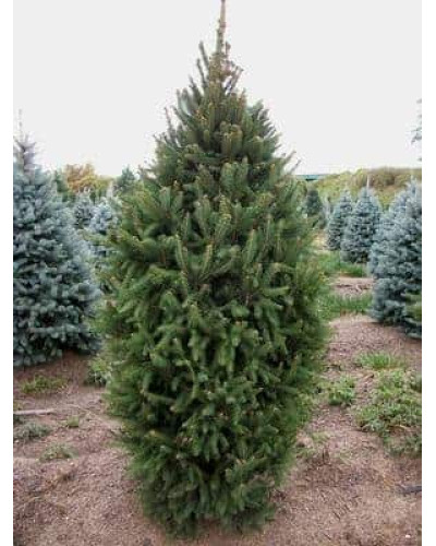Ялина звичайна / європейська Купрессіна | Picea abies Cupressina | Picea abies Cupressina