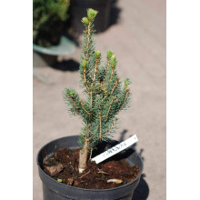 Ялина звичайна / європейська Купрессіна | Picea abies Cupressina | Picea abies Cupressina