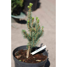 Ялина звичайна / європейська Купрессіна | Picea abies Cupressina | Picea abies Cupressina