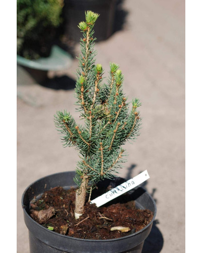 Ялина звичайна / європейська Купрессіна | Picea abies Cupressina | Picea abies Cupressina