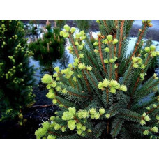 Ялина звичайна / європейська Купрессіна | Picea abies Cupressina | Picea abies Cupressina