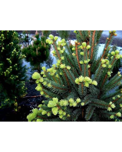 Ялина звичайна / європейська Купрессіна | Picea abies Cupressina | Picea abies Cupressina