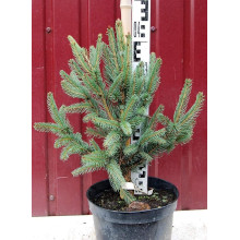 Ялина звичайна / європейська Купрессіна | Picea abies Cupressina | Picea abies Cupressina