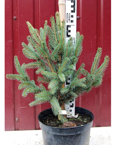Ялина звичайна / європейська Купрессіна | Picea abies Cupressina | Picea abies Cupressina