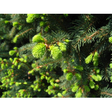 Ялина звичайна / європейська Купрессіна | Picea abies Cupressina | Picea abies Cupressina