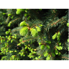 Ялина звичайна / європейська Купрессіна | Picea abies Cupressina | Picea abies Cupressina
