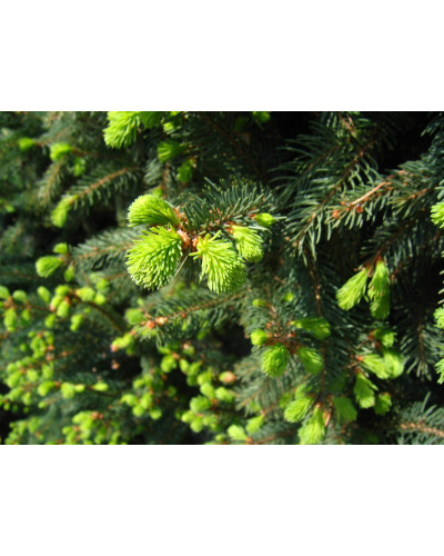 Ялина звичайна / європейська Купрессіна | Picea abies Cupressina | Picea abies Cupressina