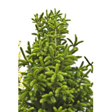 Ялина звичайна / європейська Купрессіна | Picea abies Cupressina | Picea abies Cupressina