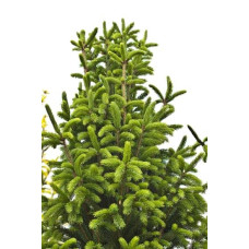 Ялина звичайна / європейська Купрессіна | Picea abies Cupressina | Picea abies Cupressina