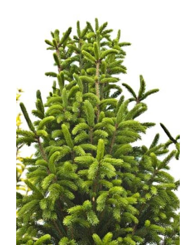 Ялина звичайна / європейська Купрессіна | Picea abies Cupressina | Picea abies Cupressina