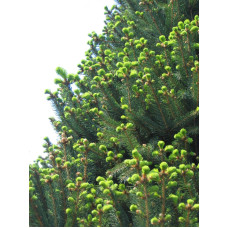 Ялина звичайна / європейська Купрессіна | Picea abies Cupressina | Picea abies Cupressina