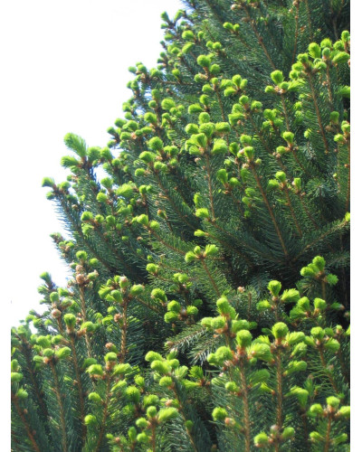 Ялина звичайна / європейська Купрессіна | Picea abies Cupressina | Picea abies Cupressina