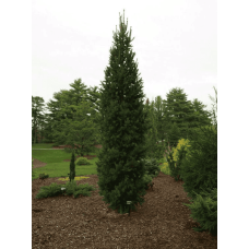 Ялина звичайна / європейська Купрессіна | Picea abies Cupressina | Picea abies Cupressina