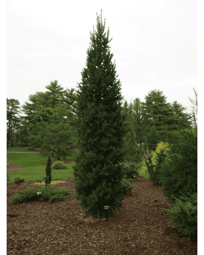 Ялина звичайна / європейська Купрессіна | Picea abies Cupressina | Picea abies Cupressina