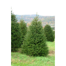 Ялина звичайна / європейська Ексцелса | Picea abies Excelsa | Ель обыкновенная / европейская Эксцелса