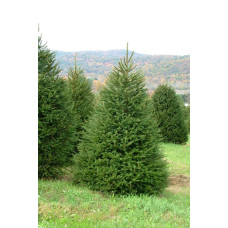 Ялина звичайна / європейська Ексцелса | Picea abies Excelsa | Ель обыкновенная / европейская Эксцелса