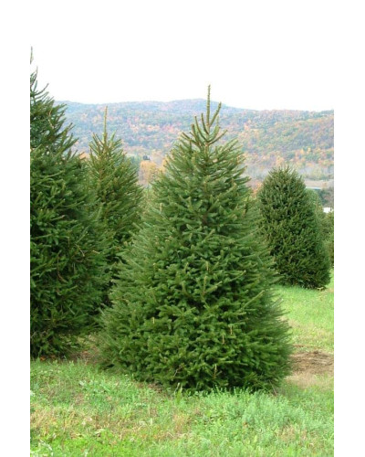 Ялина звичайна / європейська Ексцелса | Picea abies Excelsa | Ель обыкновенная / европейская Эксцелса