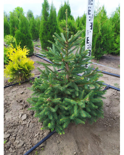 Ялина звичайна / європейська Ексцелса | Picea abies Excelsa | Ель обыкновенная / европейская Эксцелса