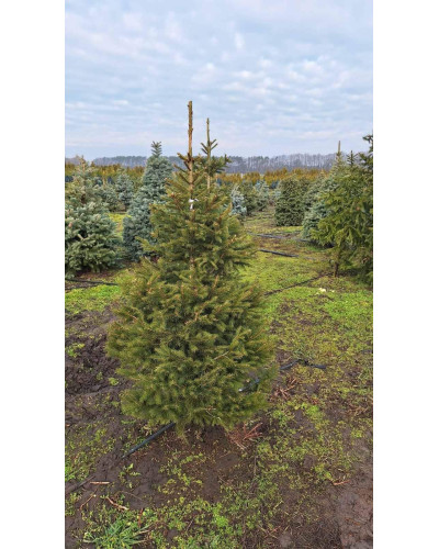 Ялина звичайна / європейська Ексцелса | Picea abies Excelsa | Ель обыкновенная / европейская Эксцелса
