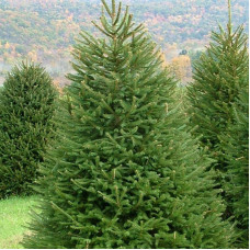 Ялина звичайна / європейська Ексцелса | Picea abies Excelsa | Ель обыкновенная / европейская Эксцелса