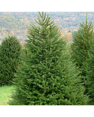 Ялина звичайна / європейська Ексцелса | Picea abies Excelsa | Ель обыкновенная / европейская Эксцелса