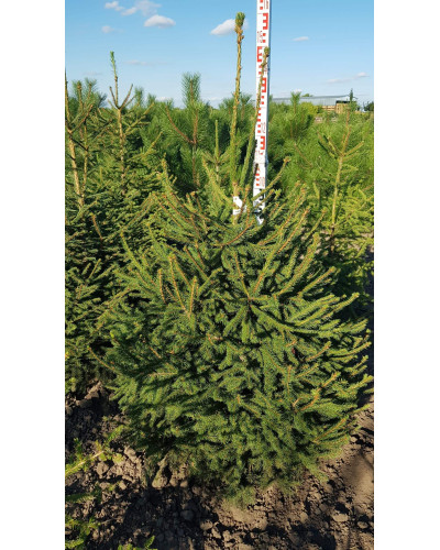 Ялина звичайна / європейська Ексцелса | Picea abies Excelsa | Ель обыкновенная / европейская Эксцелса