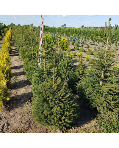 Ялина звичайна / європейська Ексцелса | Picea abies Excelsa | Ель обыкновенная / европейская Эксцелса
