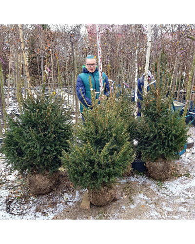 Ялина звичайна / європейська Ексцелса | Picea abies Excelsa | Ель обыкновенная / европейская Эксцелса