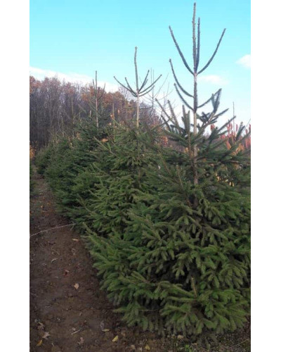 Ялина звичайна / європейська Ексцелса | Picea abies Excelsa | Ель обыкновенная / европейская Эксцелса