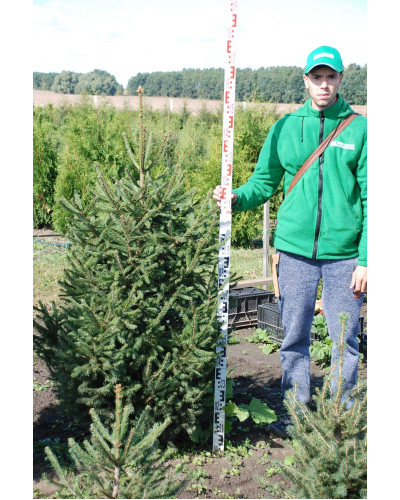Ялина звичайна / європейська Ексцелса | Picea abies Excelsa | Ель обыкновенная / европейская Эксцелса
