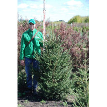 Ялина звичайна / європейська Ексцелса | Picea abies Excelsa | Ель обыкновенная / европейская Эксцелса