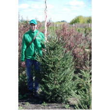 Ялина звичайна / європейська Ексцелса | Picea abies Excelsa | Ель обыкновенная / европейская Эксцелса