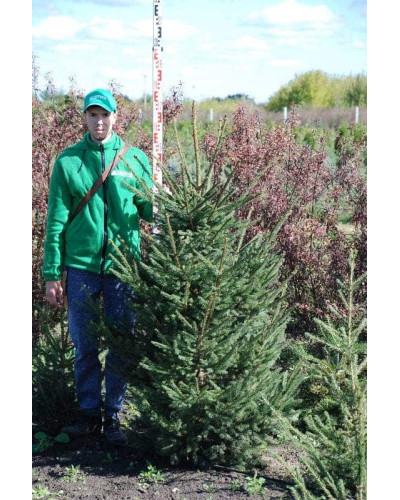 Ялина звичайна / європейська Ексцелса | Picea abies Excelsa | Ель обыкновенная / европейская Эксцелса