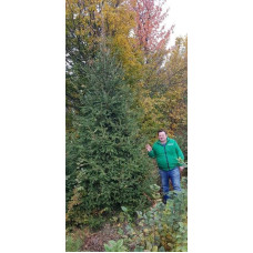 Ялина звичайна / європейська Ексцелса | Picea abies Excelsa | Ель обыкновенная / европейская Эксцелса