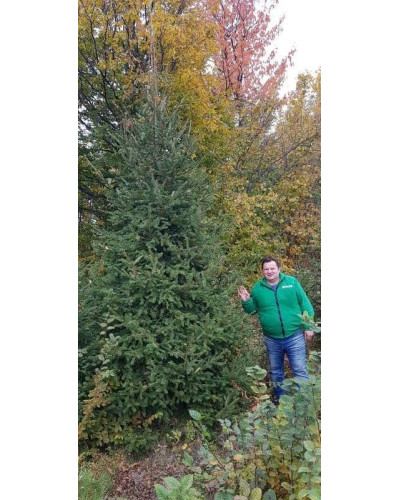 Ялина звичайна / європейська Ексцелса | Picea abies Excelsa | Ель обыкновенная / европейская Эксцелса