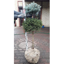 Ялина звичайна / європейська Ексцелса | Picea abies Excelsa | Ель обыкновенная / европейская Эксцелса
