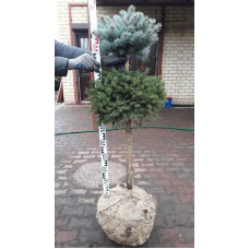 Ялина звичайна / європейська Ексцелса | Picea abies Excelsa | Ель обыкновенная / европейская Эксцелса
