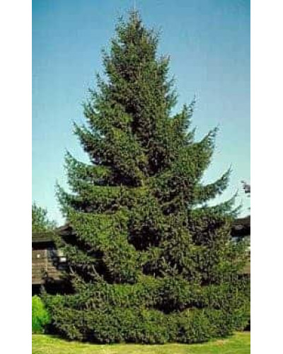 Ялина звичайна / європейська Ексцелса | Picea abies Excelsa | Ель обыкновенная / европейская Эксцелса