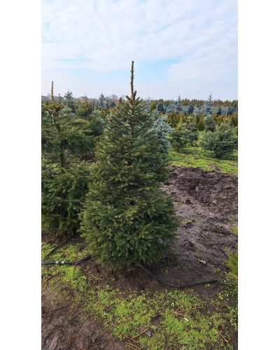 Ялина звичайна / європейська Ексцелса | Picea abies Excelsa | Ель обыкновенная / европейская Эксцелса