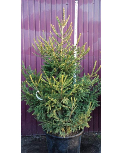 Ялина звичайна / європейська Ексцелса | Picea abies Excelsa | Ель обыкновенная / европейская Эксцелса